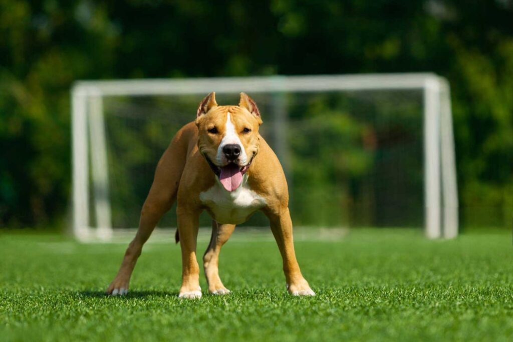 Grama-Artificial-para-Animais-de-Estimação